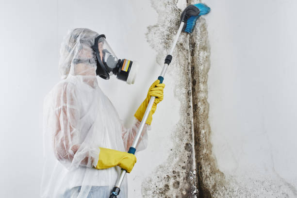 Best Basement Mold Removal in Riverbank, CA